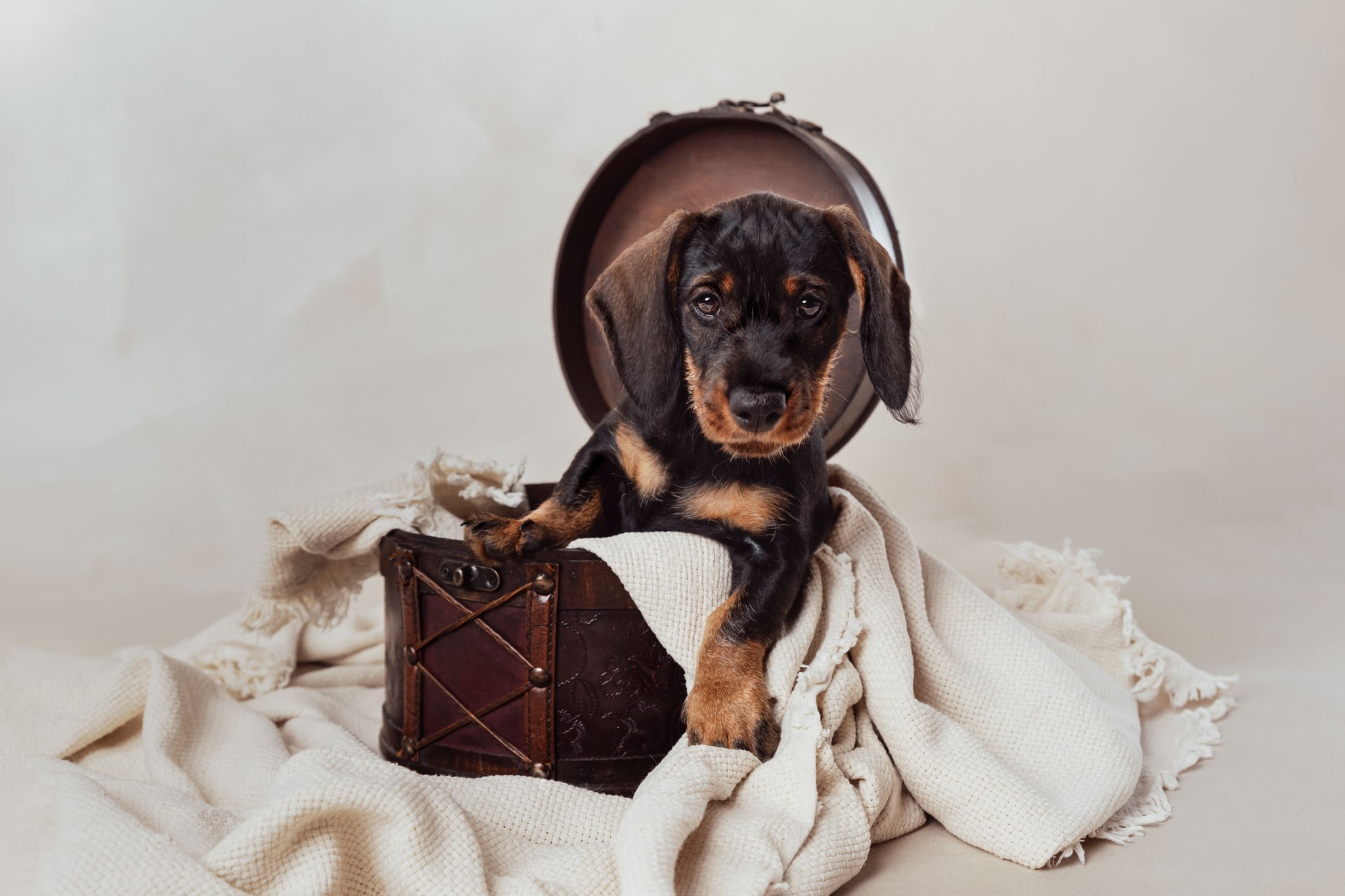 Koirakuvaus Henna Ikonen.