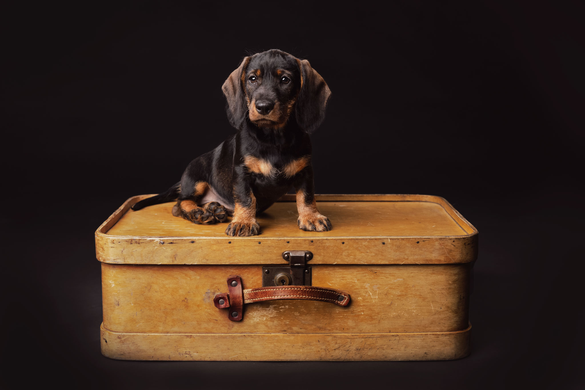 Koirakuvaus Henna Ikonen.
