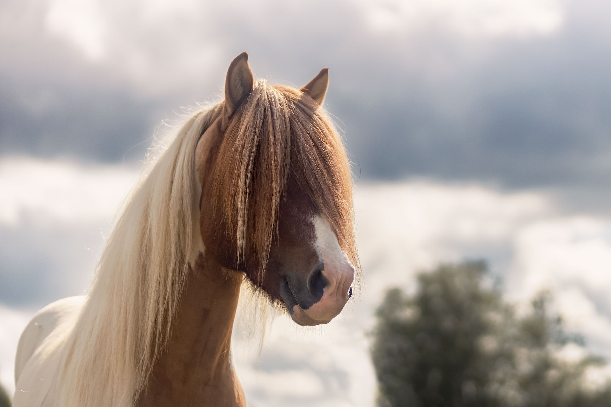 Hevoskuvaus Henna Ikonen.