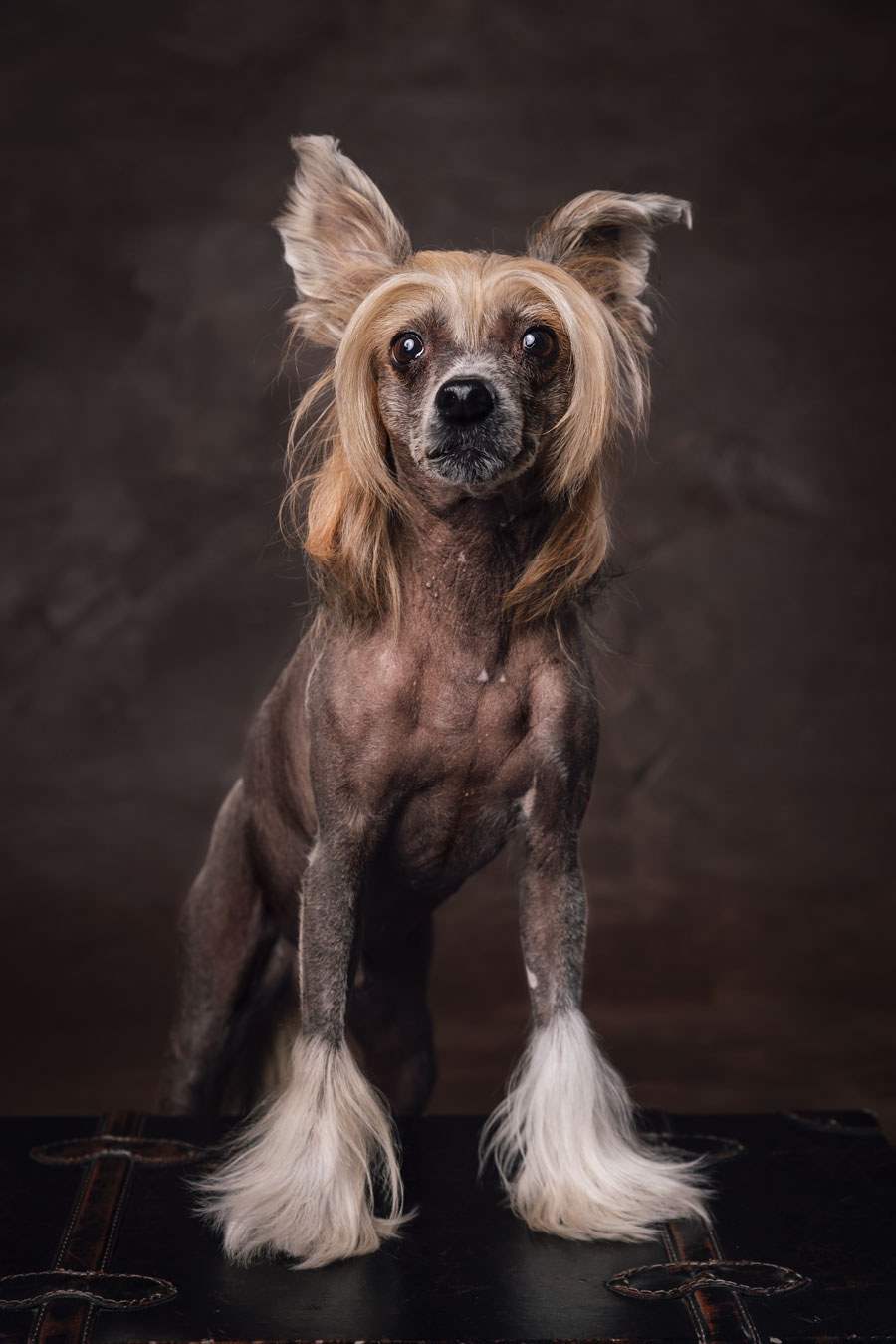 Koirakuvaus Henna Ikonen .