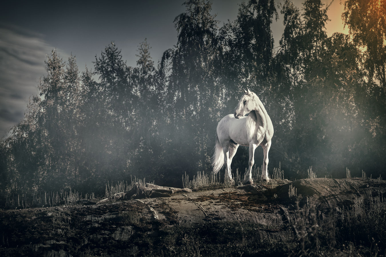 Hevoskuvaus Valokuvaaja Henna Ikonen.