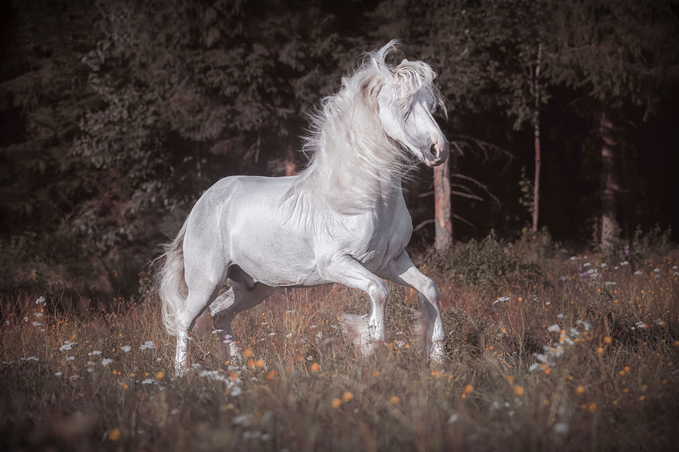 Hevoskuvaus Henna Ikonen.