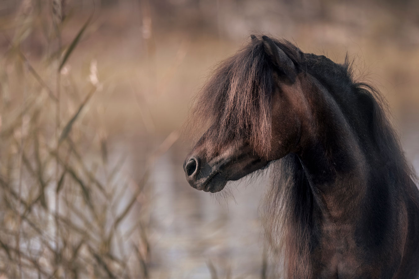 Hevoskuvaus Henna Ikonen.