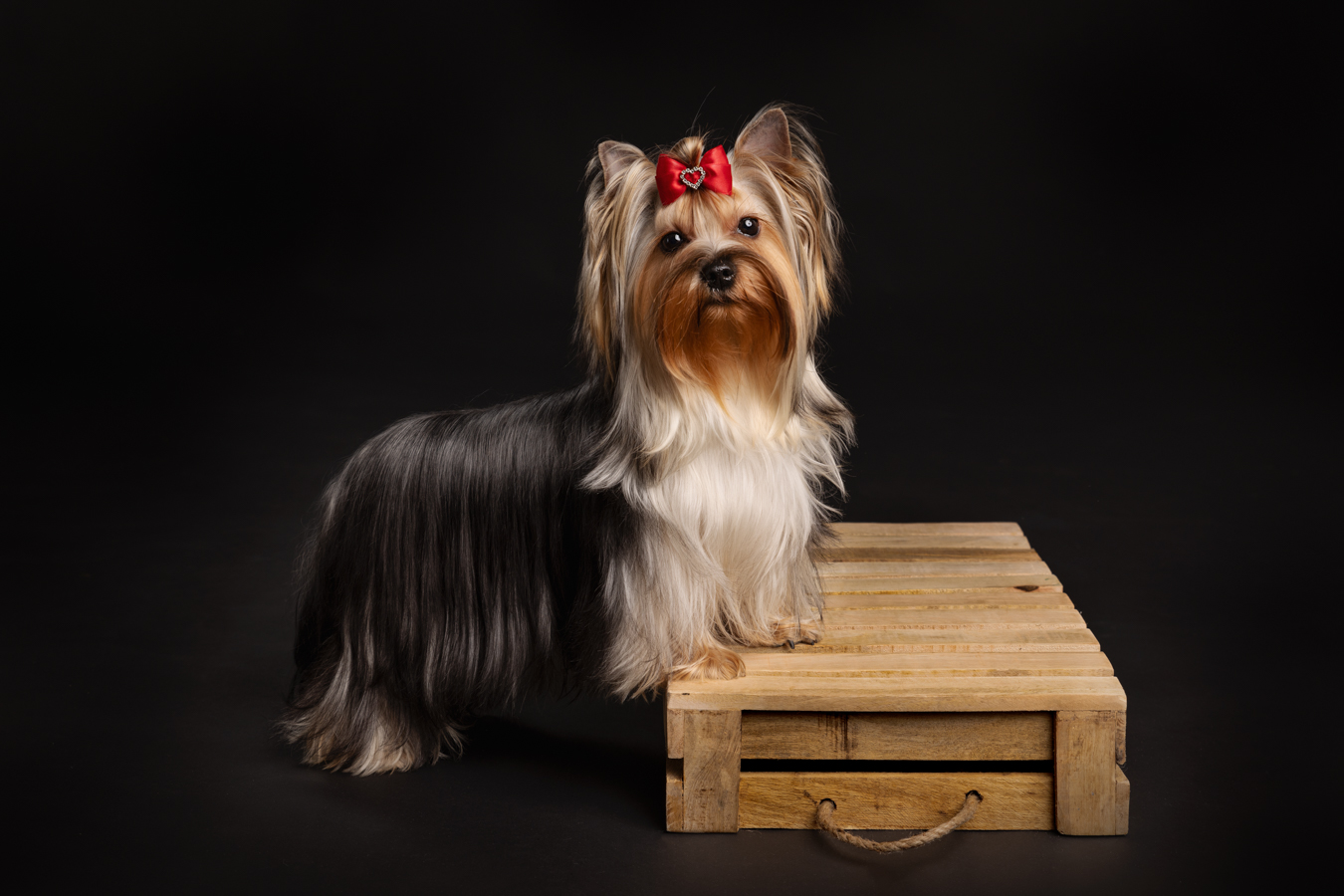 Koirakuvaus Henna Ikonen.