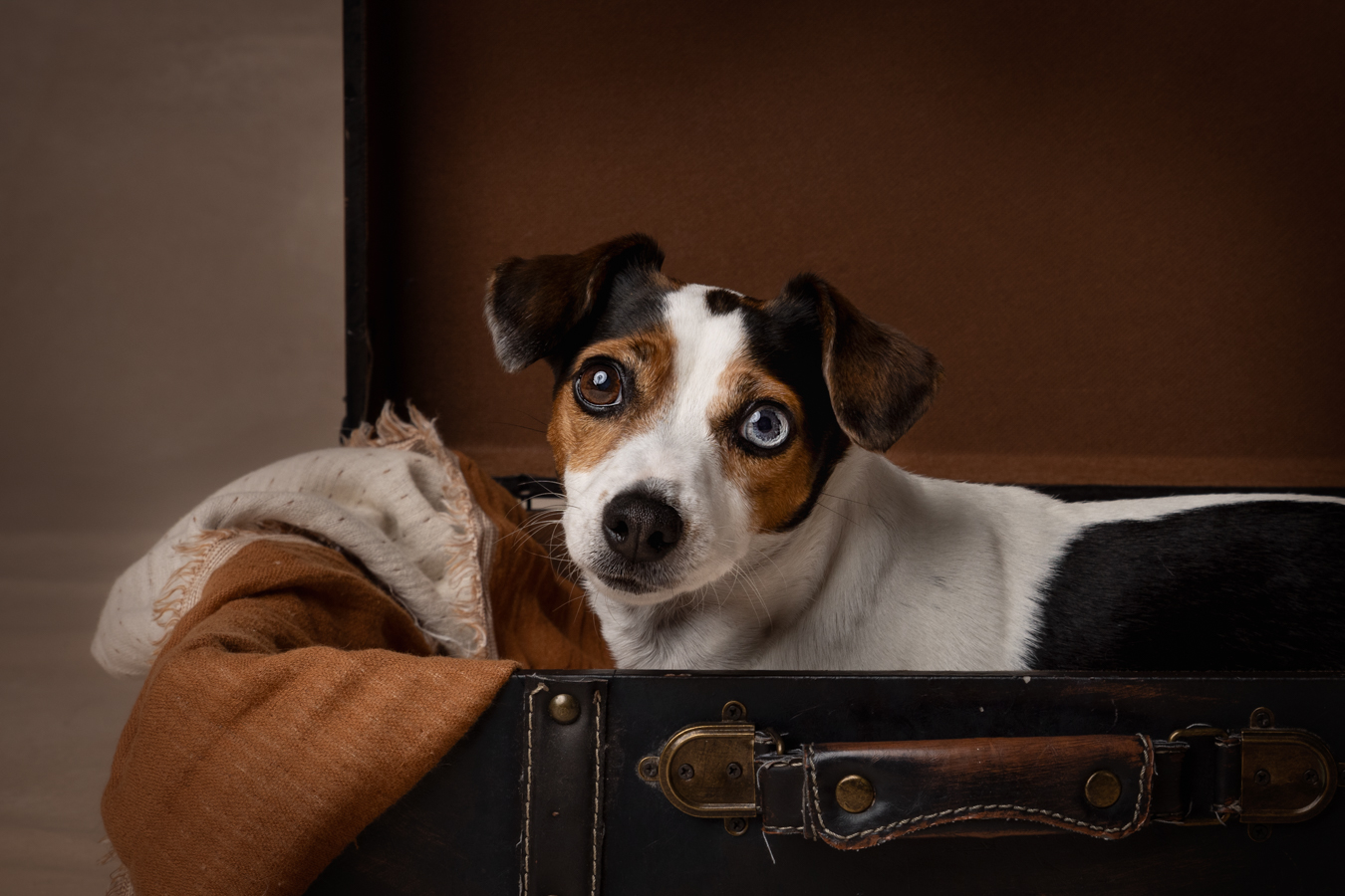 Koirakuvaus Henna Ikonen.