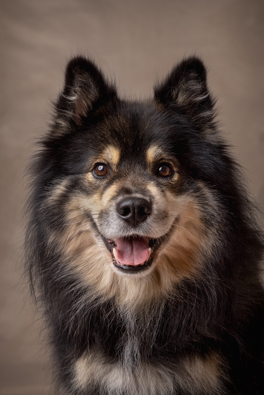 Koirakuvaus Henna Ikonen.