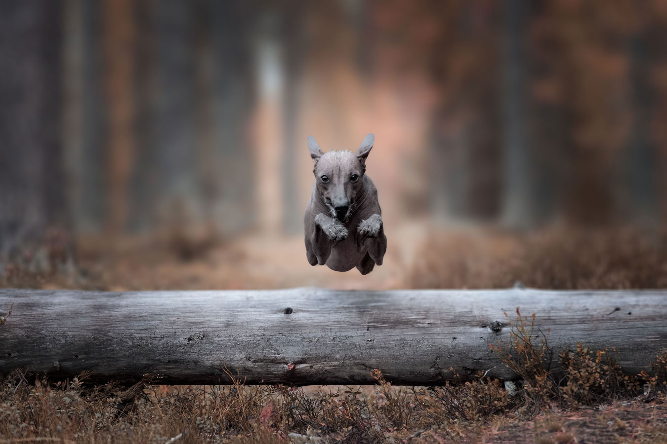 Koirakuvaus Ikonen Varkaus.