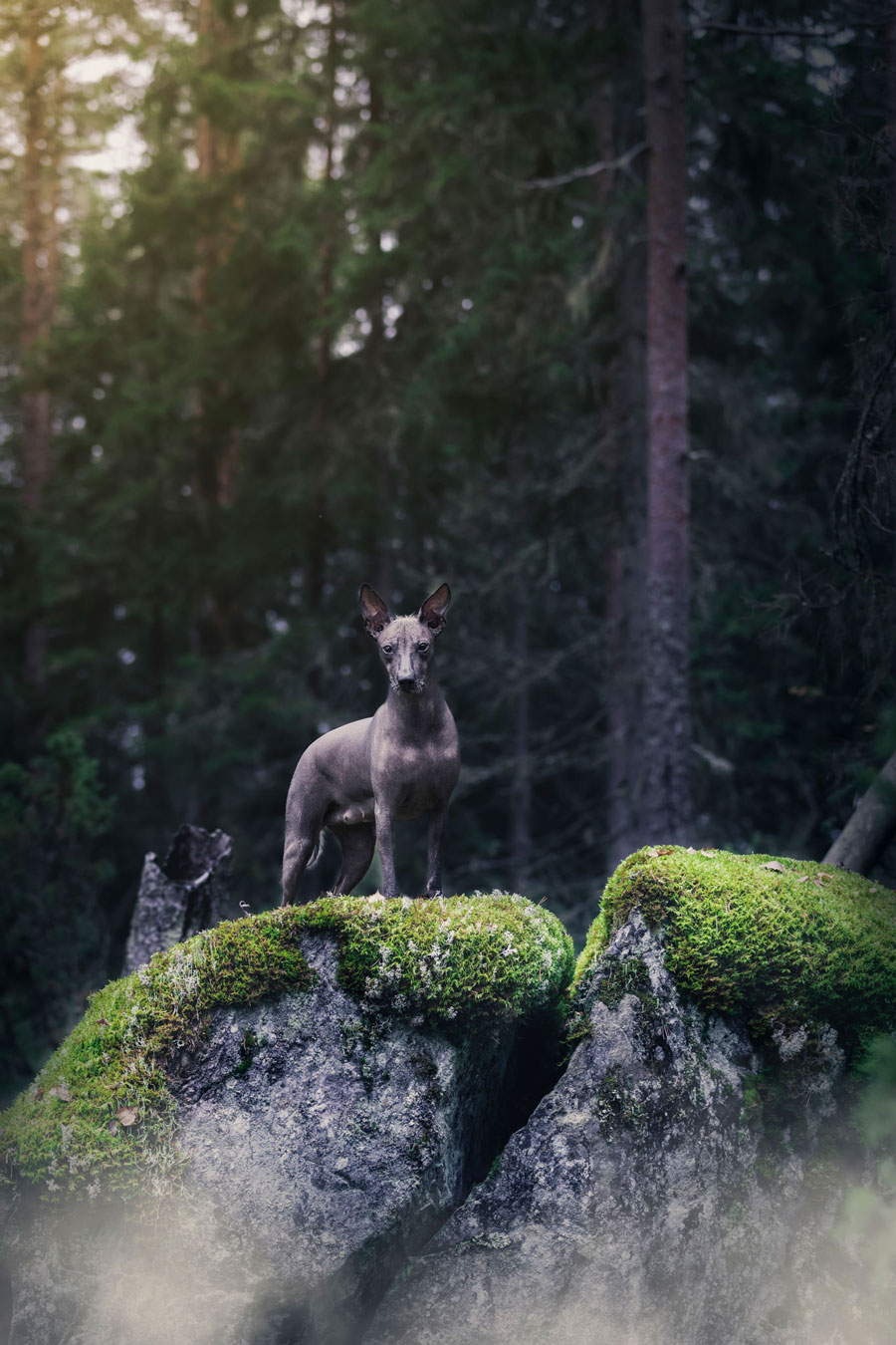 Koirakuvaus miljöössä Henna Ikonen Varkaus.