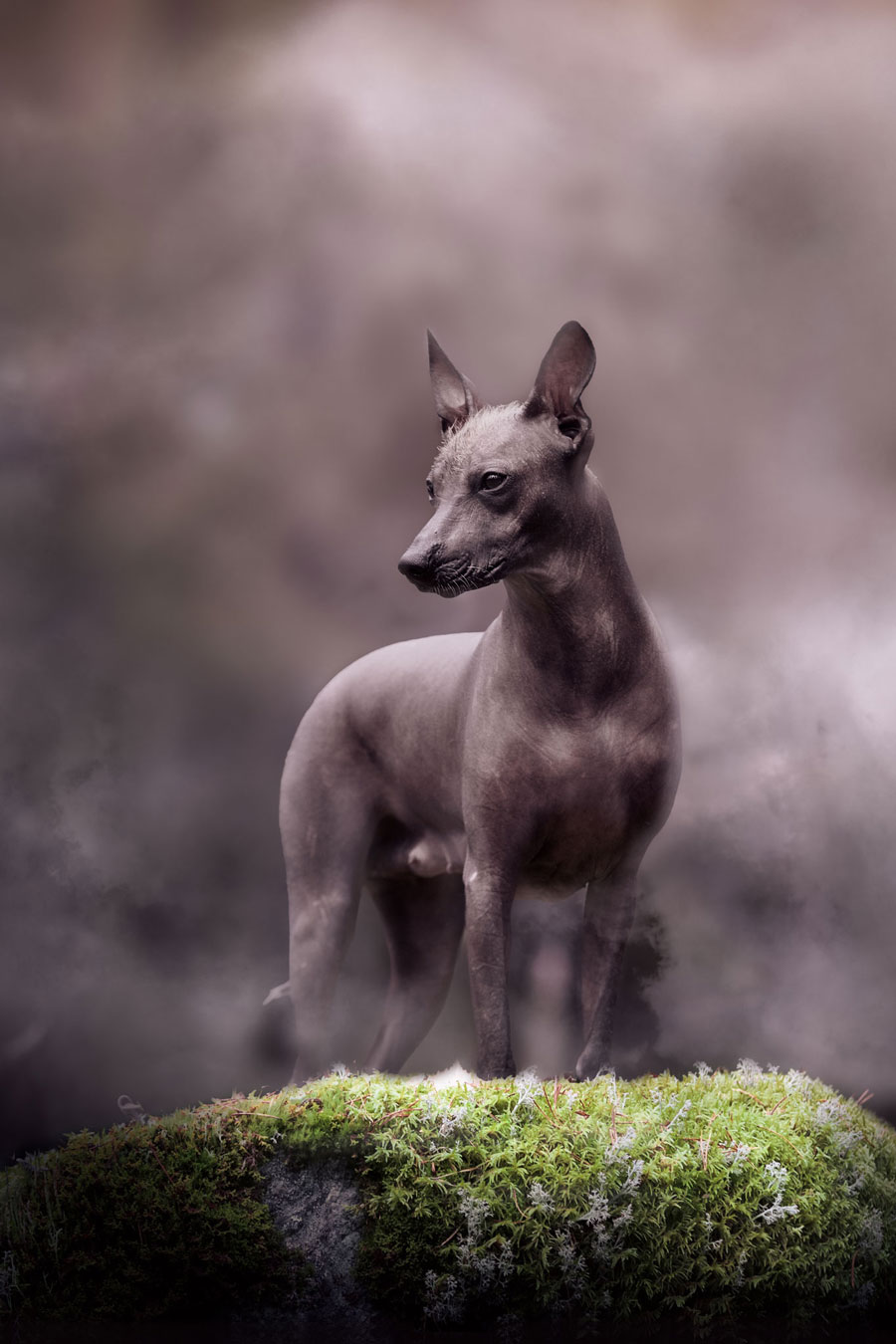 Koirakuvaus miljöössä Henna Ikonen.