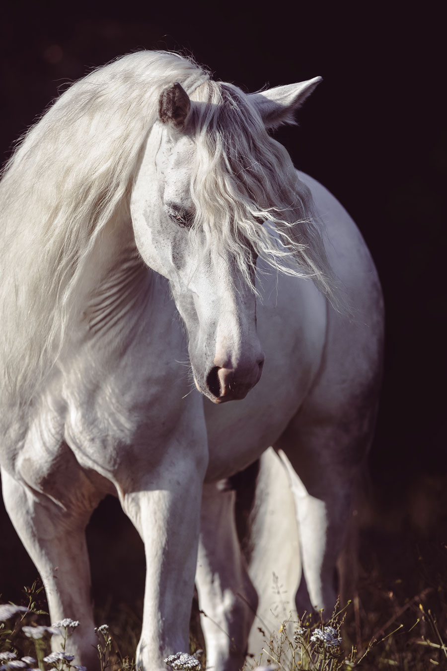 Hevoskuvaaja Henna Ikonen.