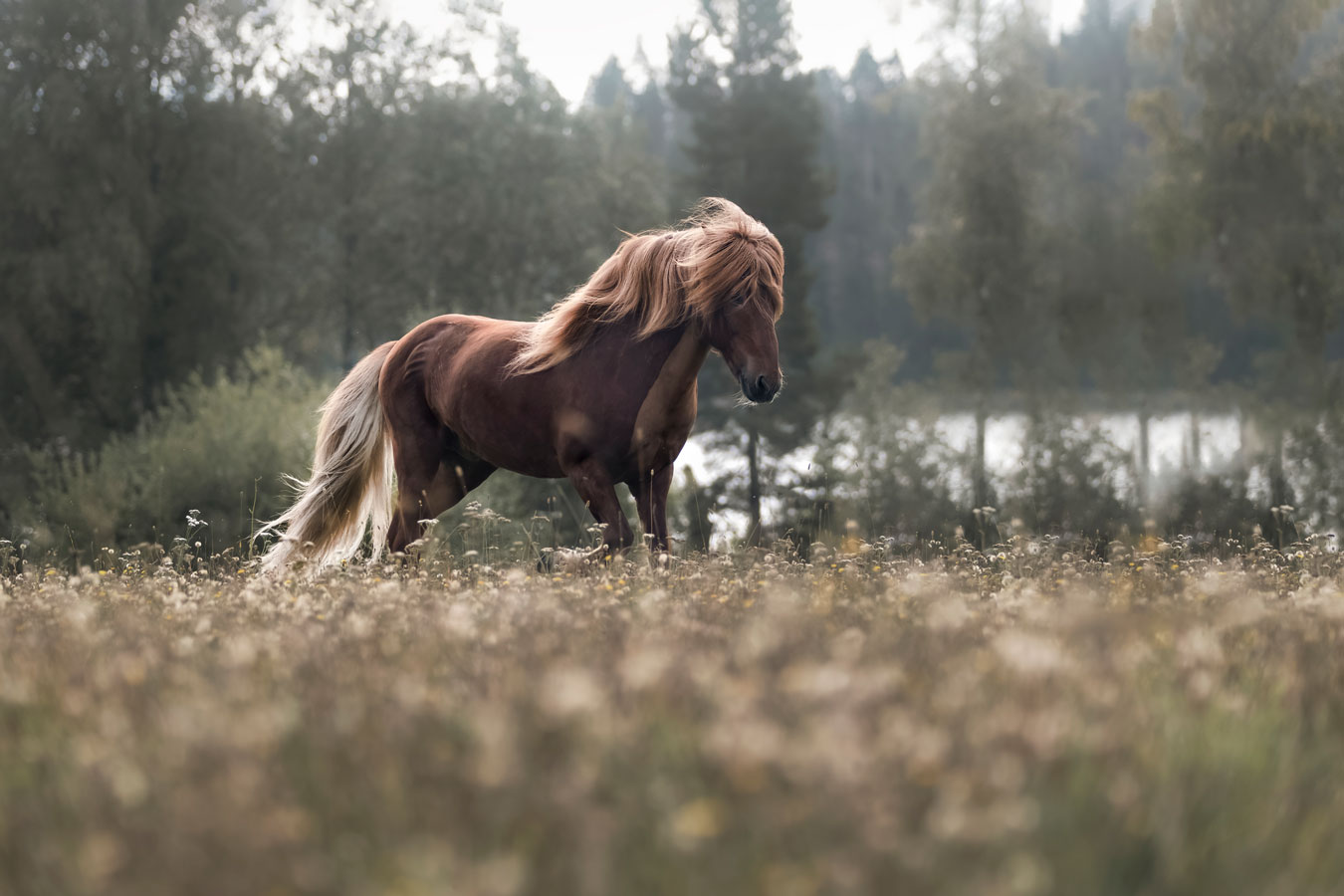 Hevoskuvaus Henna Ikonen.