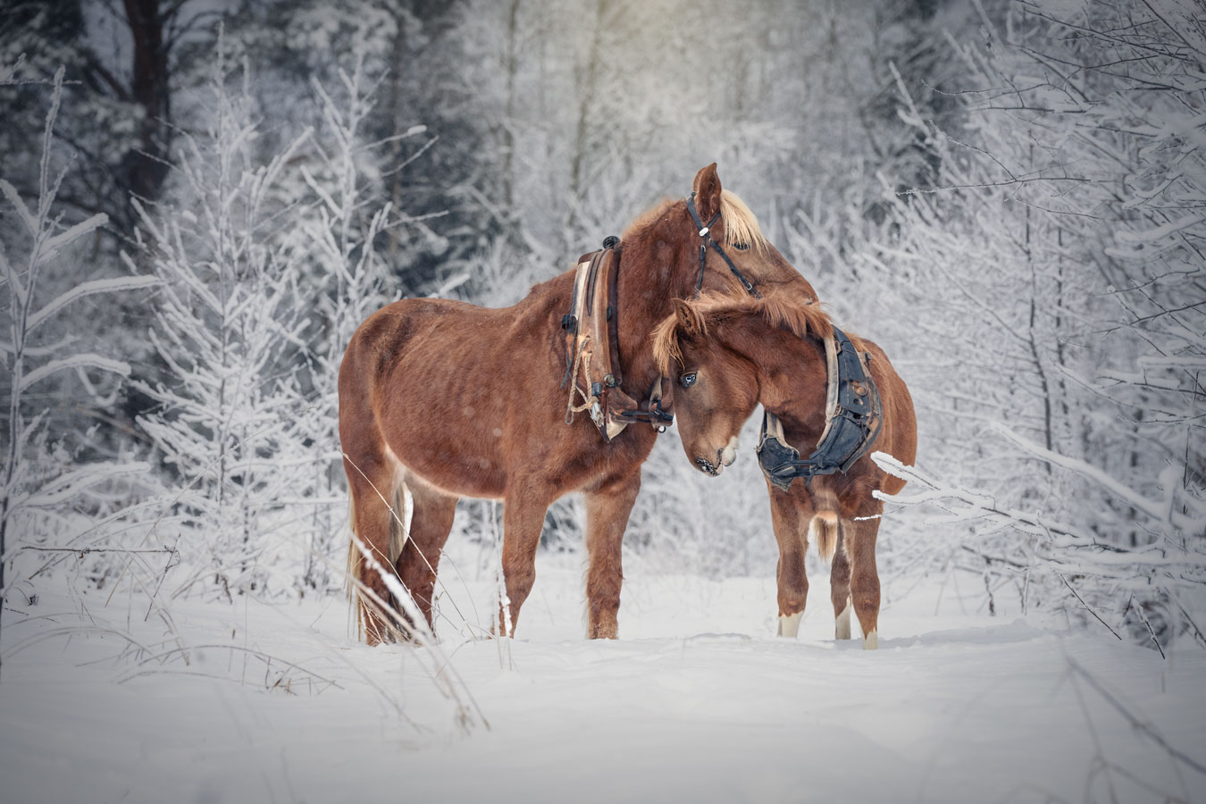 Hevoskuvaus Henna Ikonen.