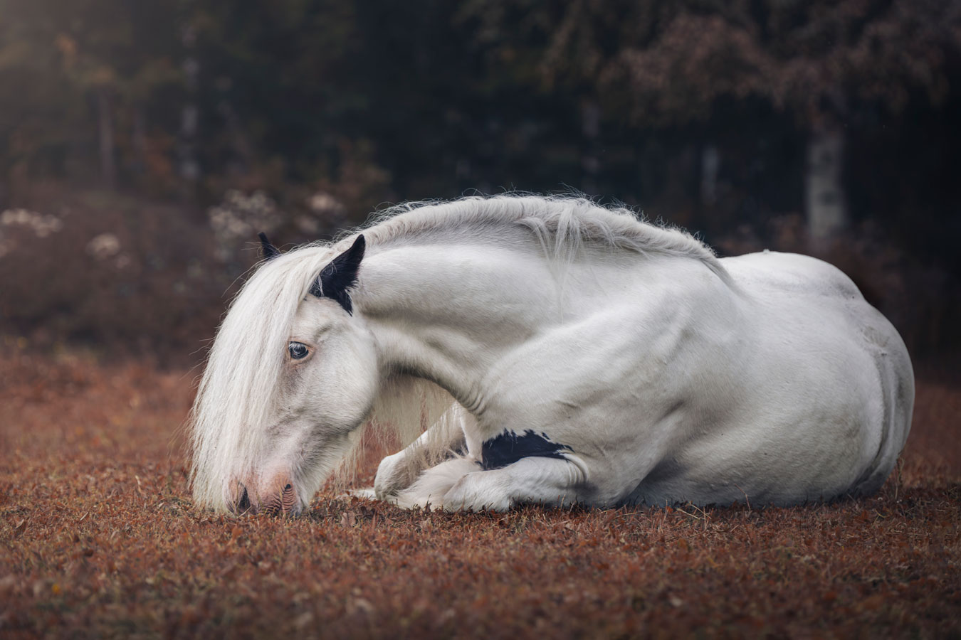 Hevoskuvaus Valokuvaaja Henna Ikonen Varkaus.
