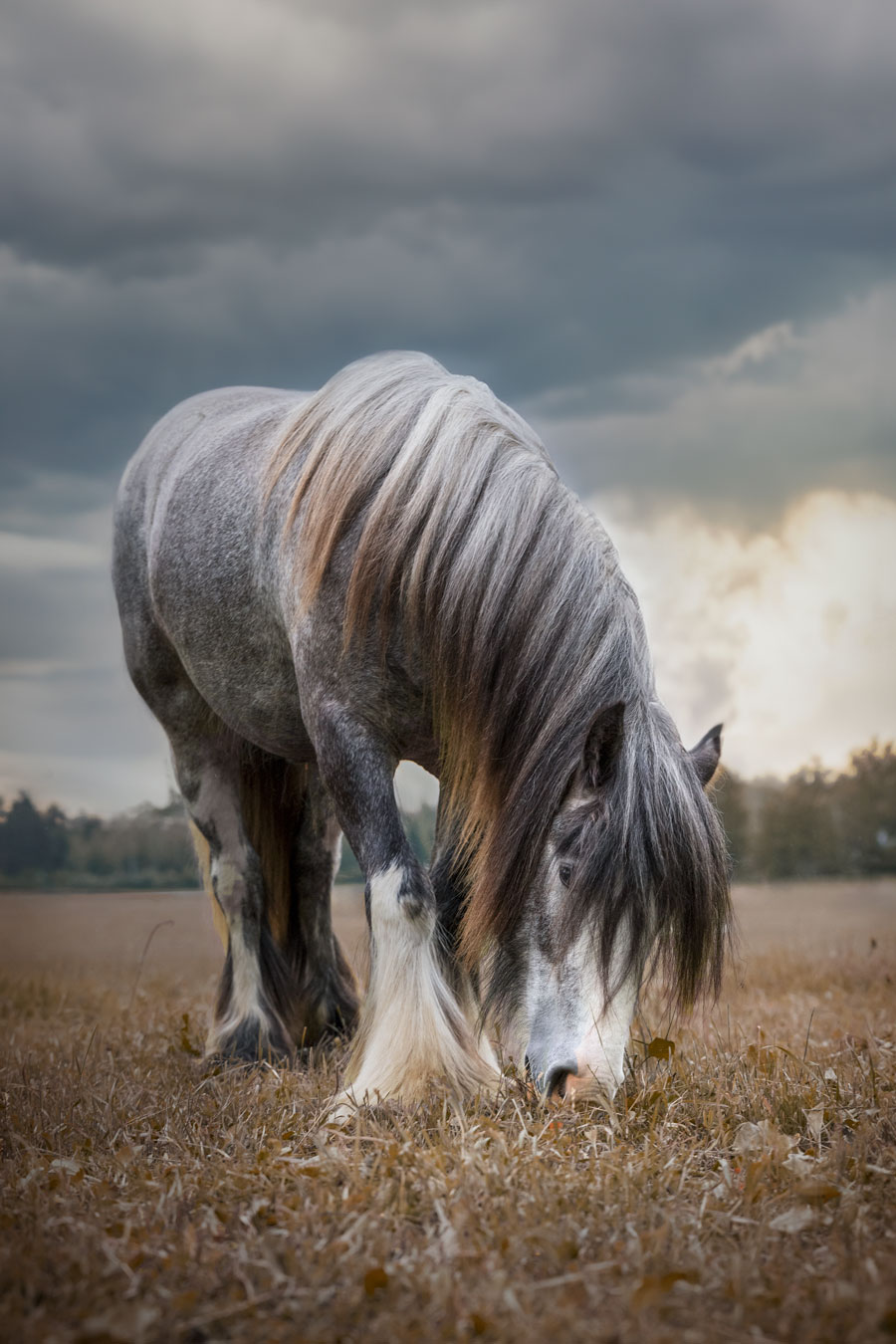 Hevoskuvaus Valokuvaaja Henna Ikonen Varkaus.