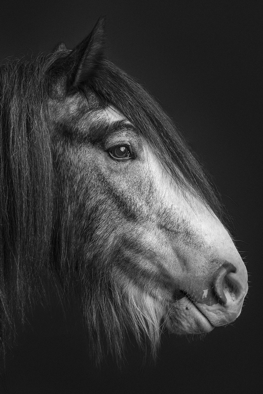 Hevoskuvaus Valokuvaaja Henna Ikonen Varkaus.