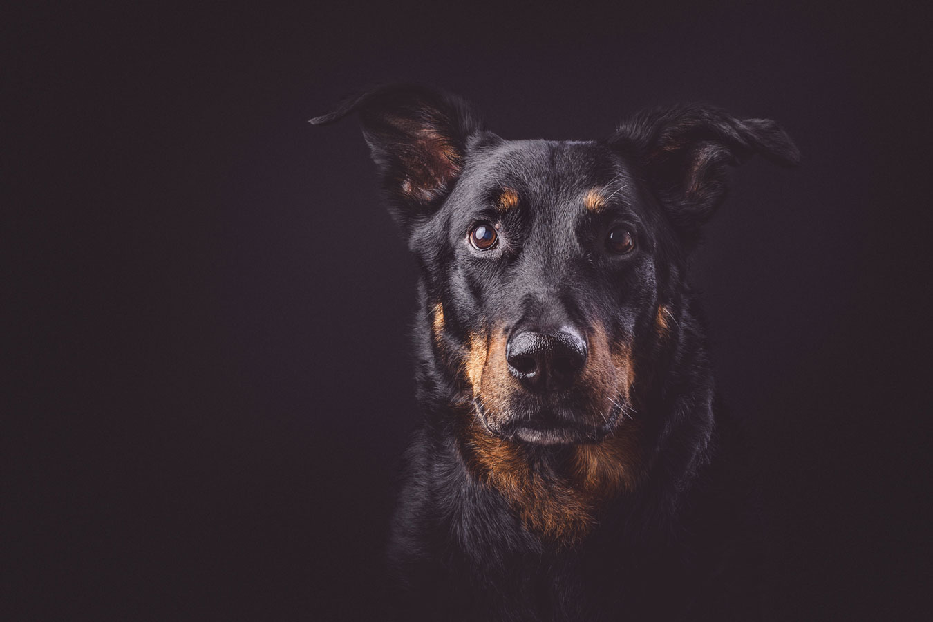 Koirakuvaus Valokuvaaja Henna Ikonen Varkaus.