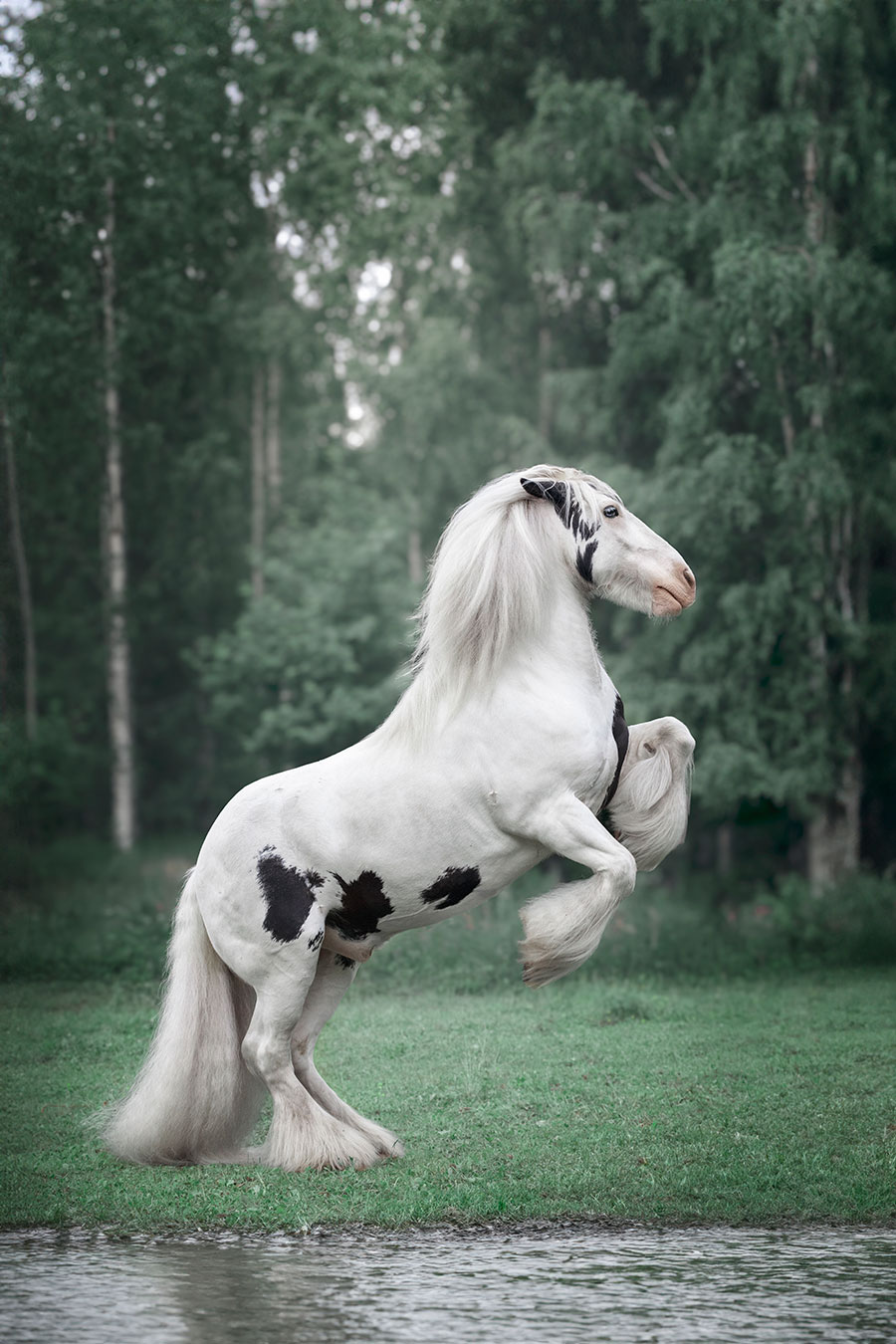 Hevoskuvaus Valokuvaaja Henna Ikonen.