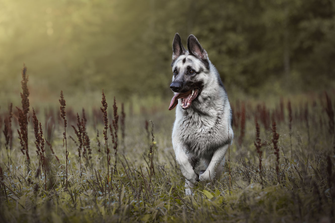Koirakuvaus miljöössä Valokuvaaja Henna Ikonen Varkaus