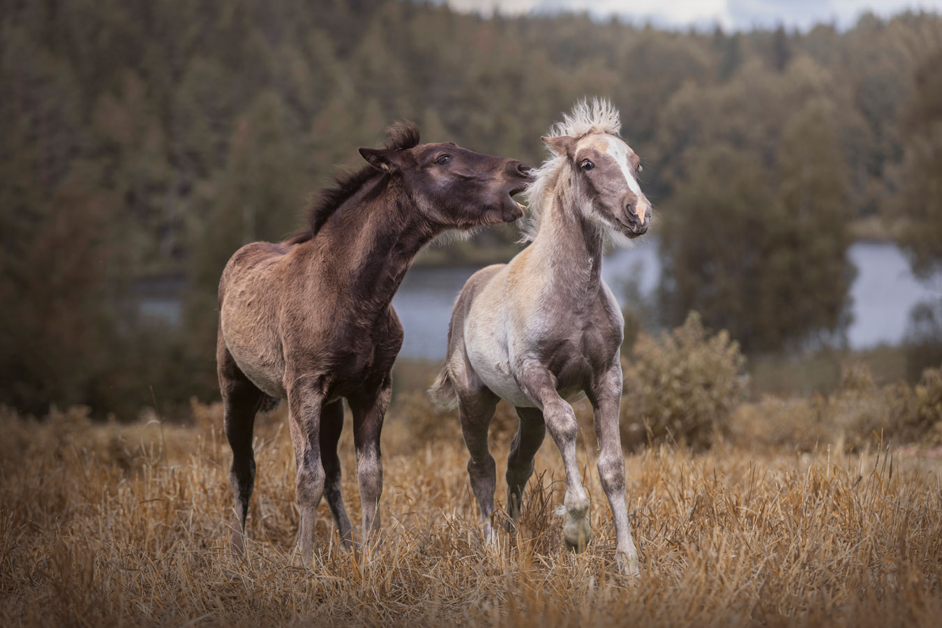 Varsat Valokuvaaja Henna Ikonen Varkaus.