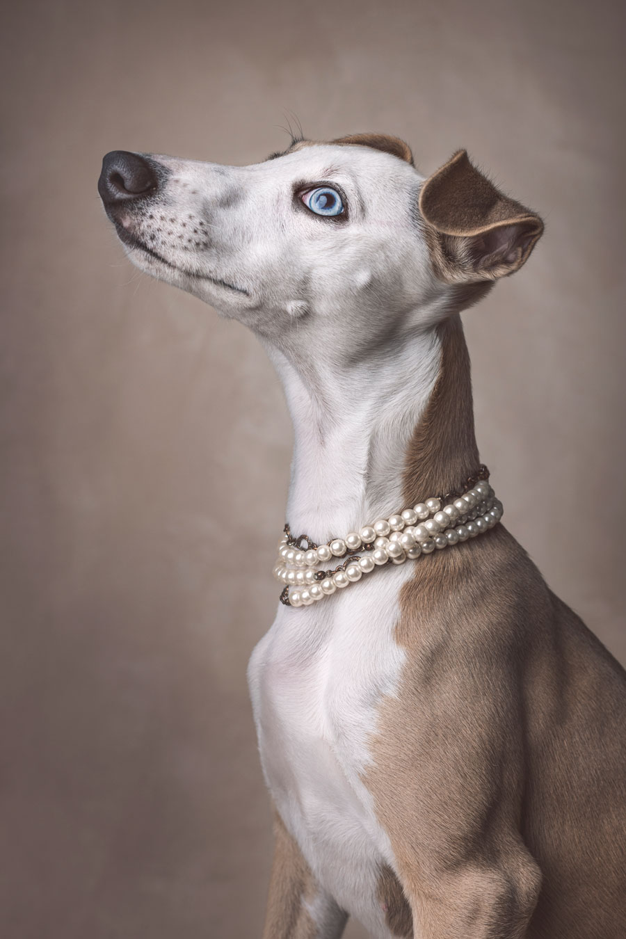 Koirakuvaus Valokuvaaja Henna Ikonen Varkaus.