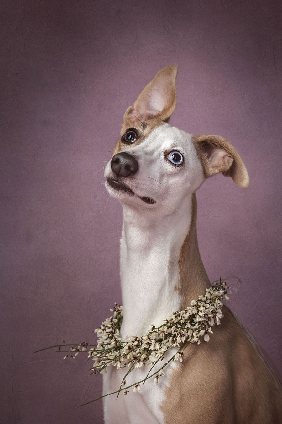 Koira valokuvaus Valokuvaaja Henna Ikonen Varkaus.