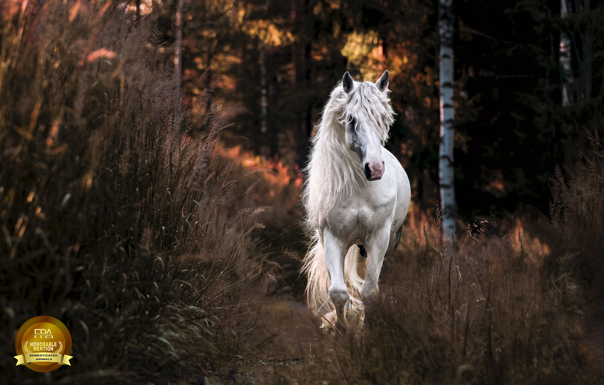 Hevosen valokuvaus Valokuvaaja Henna Ikonen.