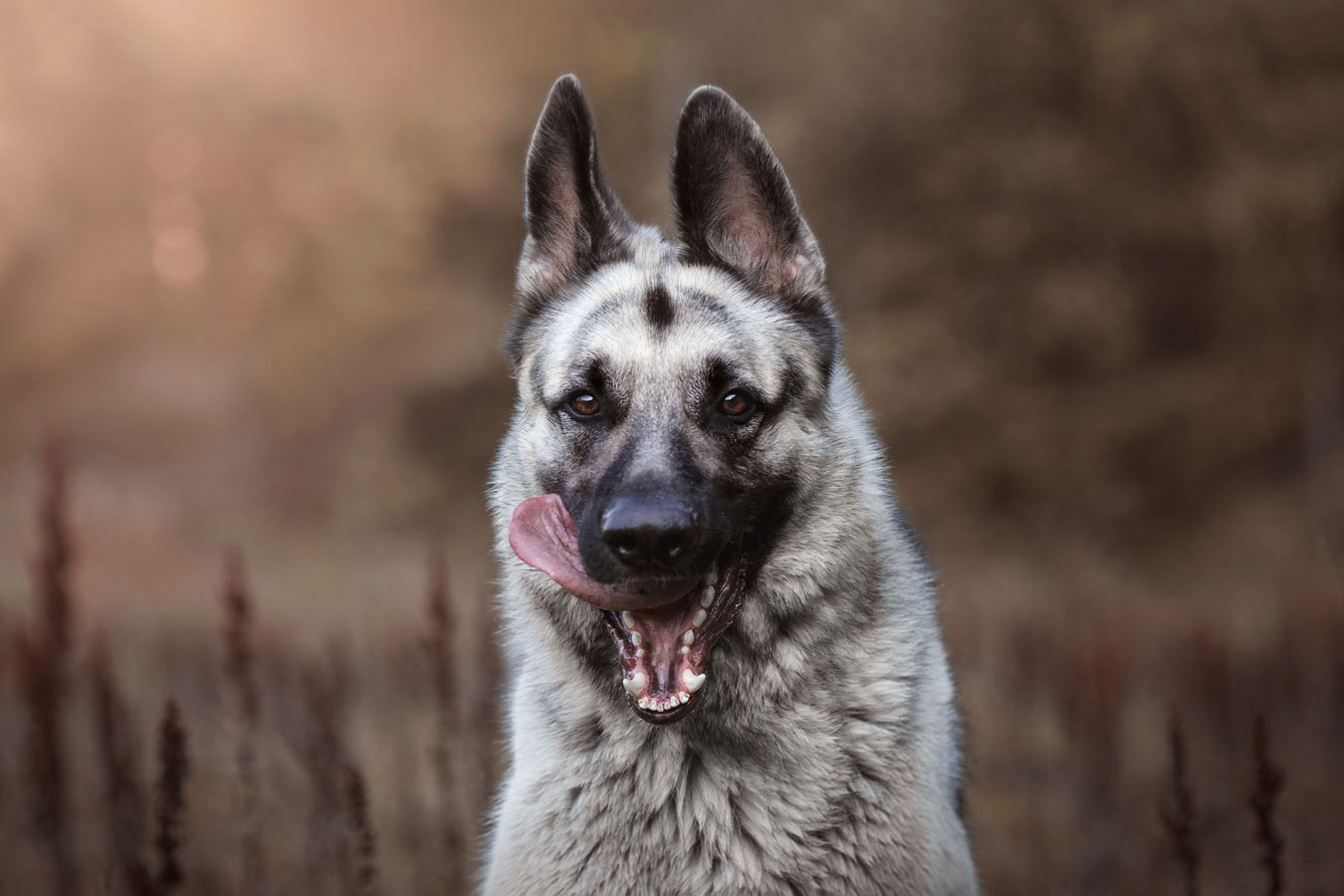Koiran valokuvaus Henna Ikonen Varkaus.