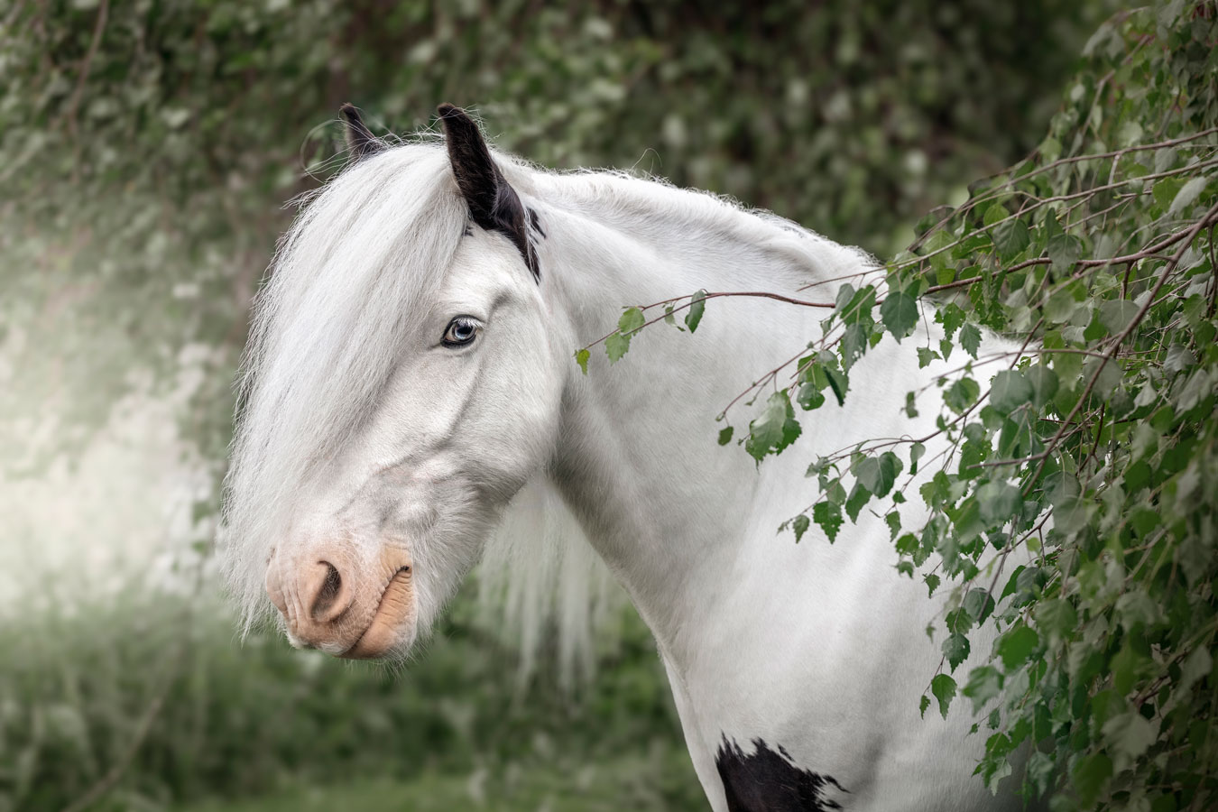 Hevoskuvaus Valokuvaaja Henna Ikonen Varkaus.
