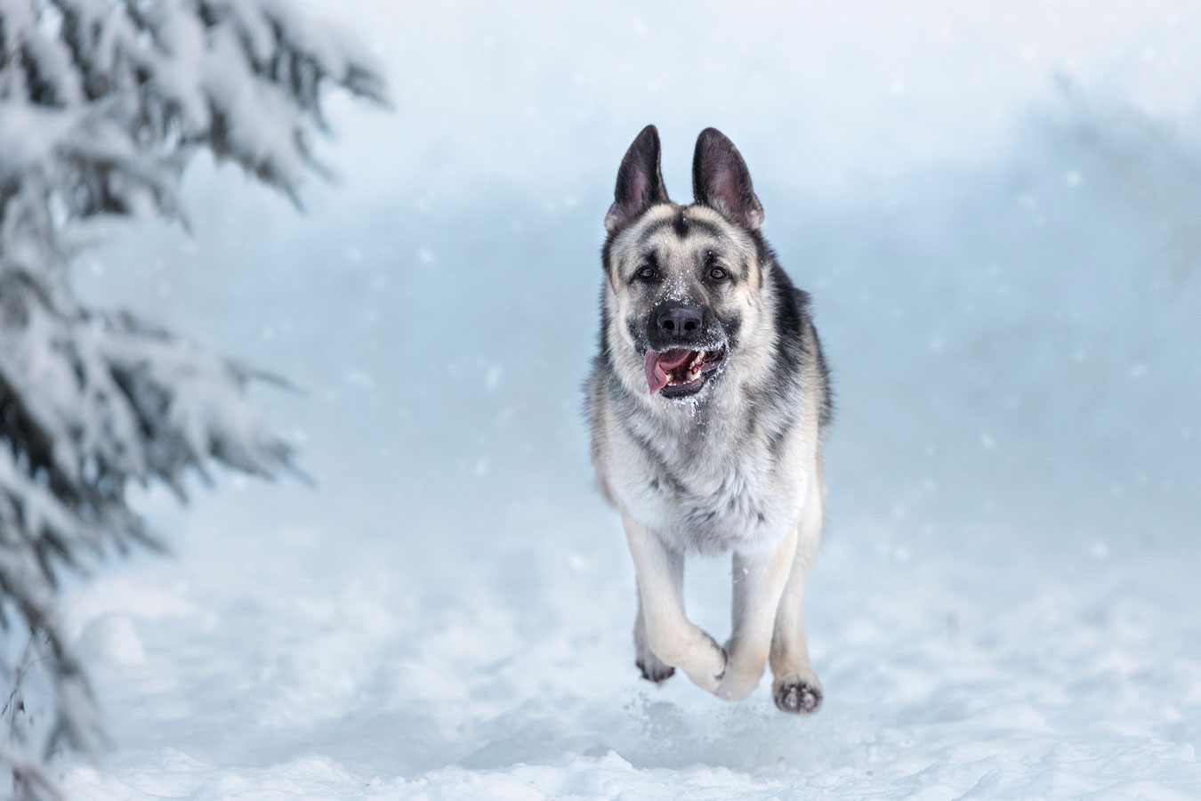 Koirakuvaus talvella Valokuvaaja Henna Ikonen Varkaus.