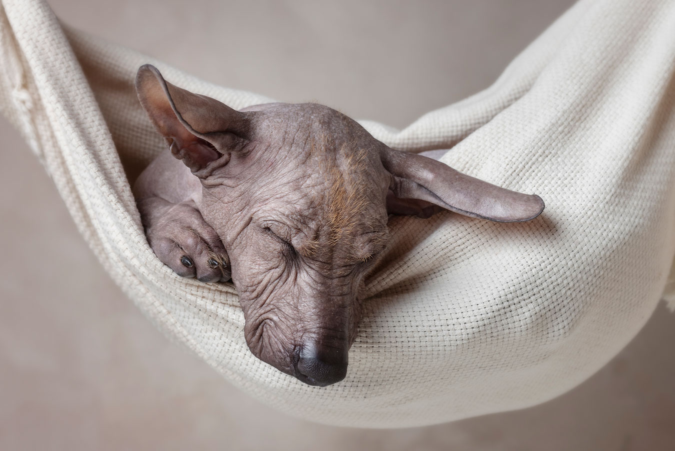 Koiranpennun valokuvaus Valokuvaaja Henna Ikonen Varkaus.