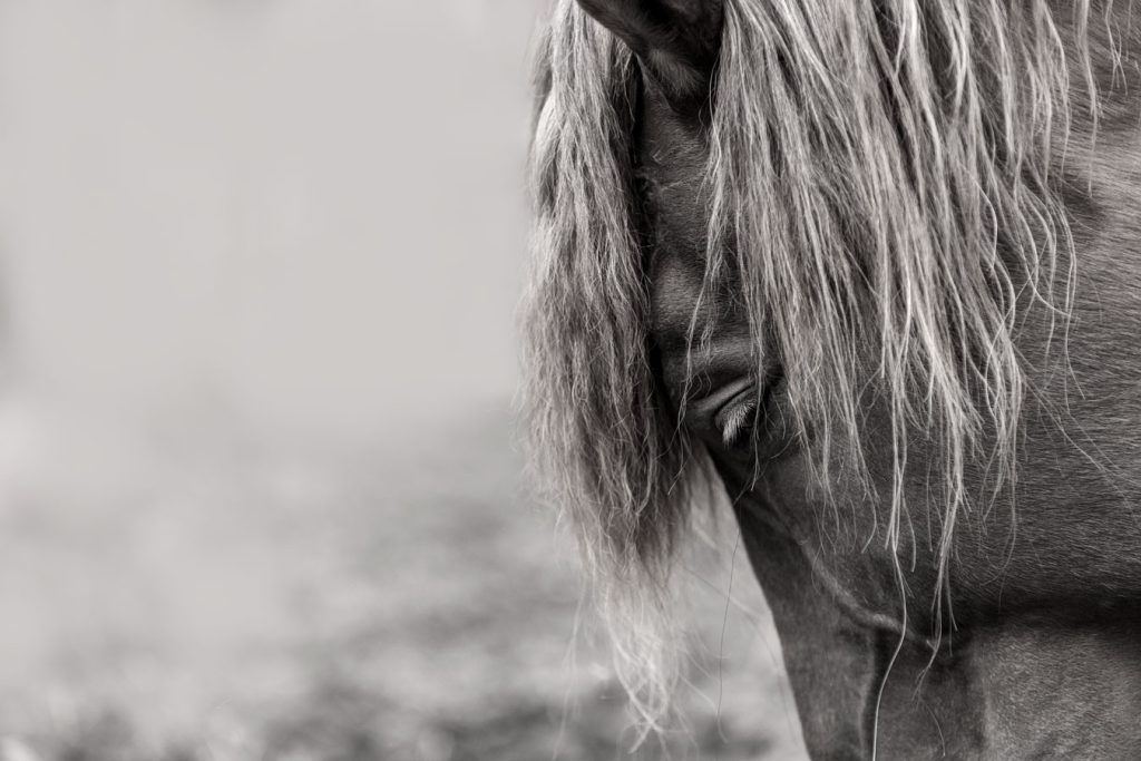 Hevoskuvaus, Suomenhevonen, Valokuvaaja Henna Ikonen.