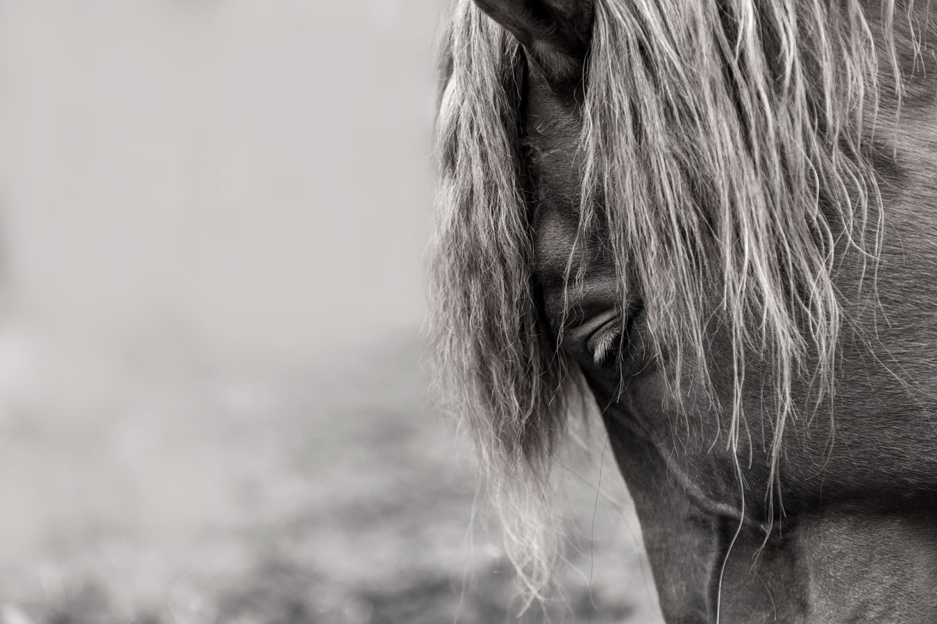Hevoskuvaus, Suomenhevonen, Valokuvaaja Henna Ikonen.