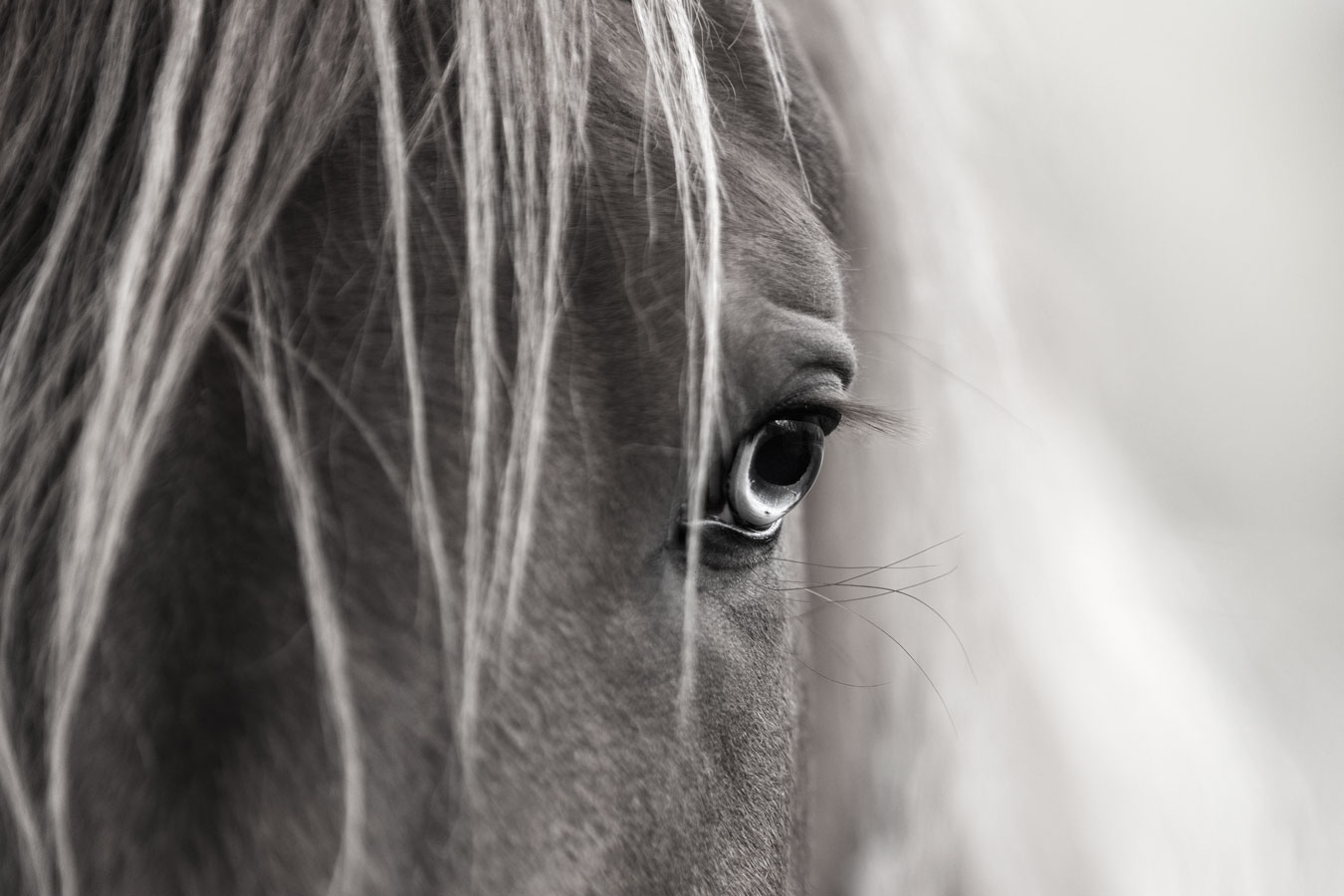 Katse, hevoskuvaus Valokuvaaja Henna Ikonen