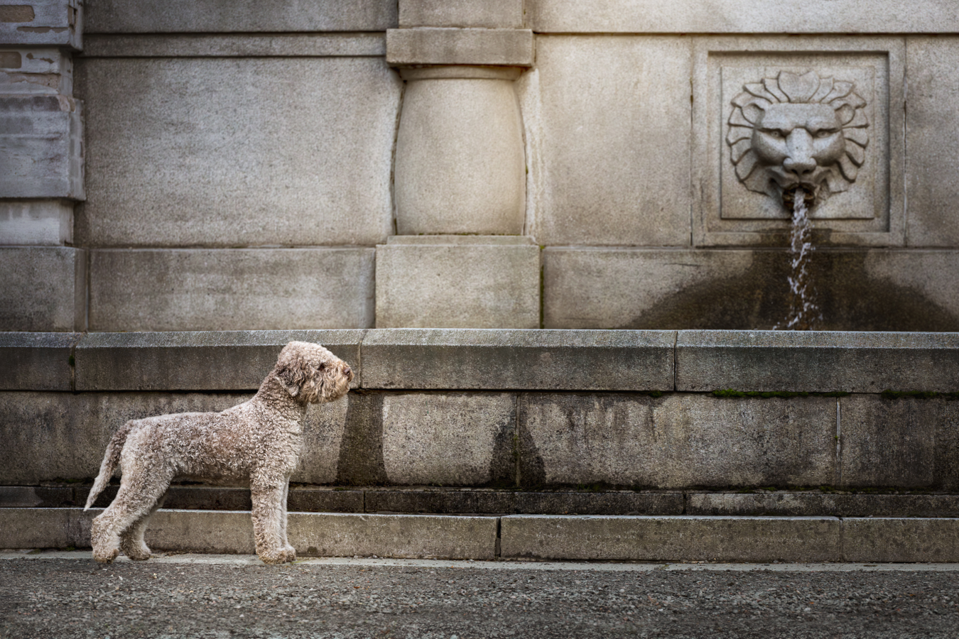 Koirakuvaus_Henna_Ikonen_varkaus